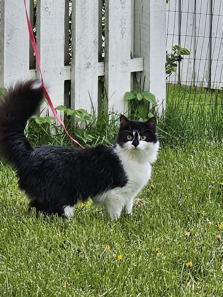 emet2660's tweet photo. For hundred followers, I present to you My Lovely cat🐈‍⬛🐈‍⬛🐈‍⬛

#edrtwt https://t.co/SWSZJ7iVqz
