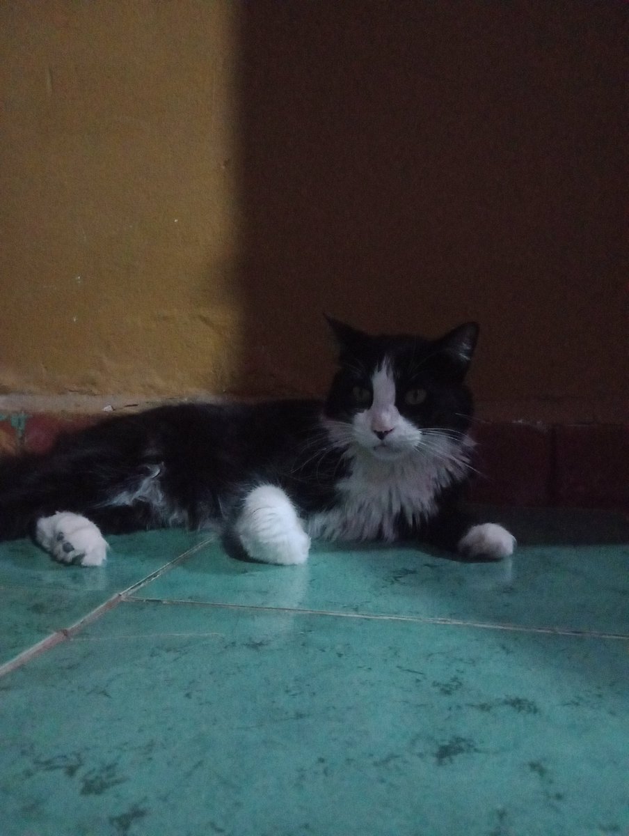 junior y Milo🐱🐱 tweet media
