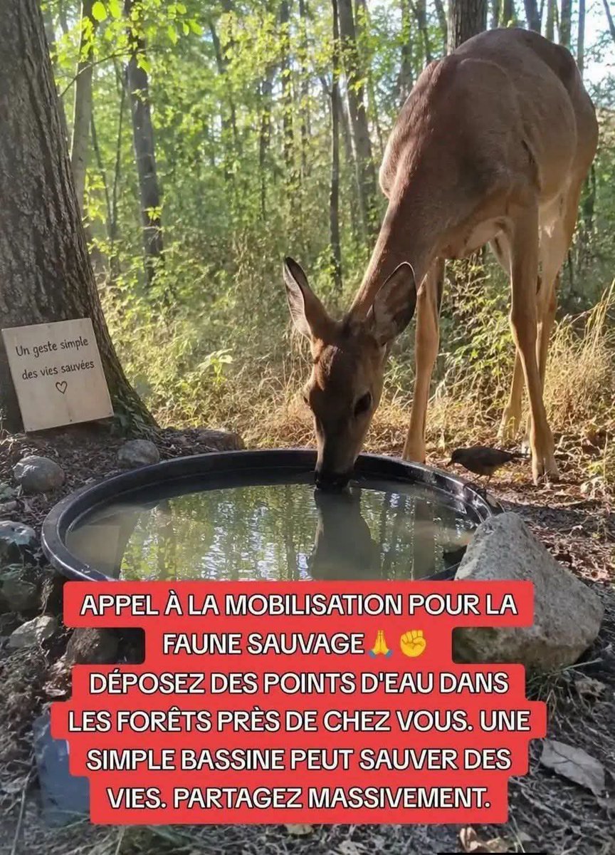 ParousieJeanne's tweet photo. On m'a demandé de publier...Pour les animaux !
Je le fais avec plaisir ! https://t.co/hrQVegsx2r
