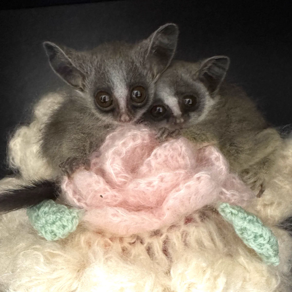 モール｜ショウガラゴ｜ペット｜ハンドメイド｜国内作家さま モール｜ショウガラゴ｜ペット｜ハンドメイド｜国内作家さま