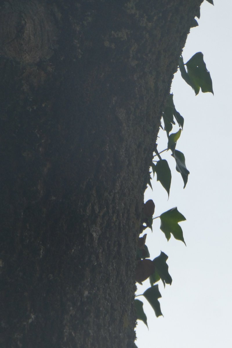 dvanduuren1's tweet photo. Alphabet Challenge
from: @sheenzmck
This Week's Theme:
- D for Dark -
🖤📸
Tree Trunk with Leaves
in our nearby Park
this Afternoon
#AlphabetChallenge #WeekDforDark #donker #night #black #PhotoChallenge #fun #inspirational #leaves https://t.co/myunsEHwfy