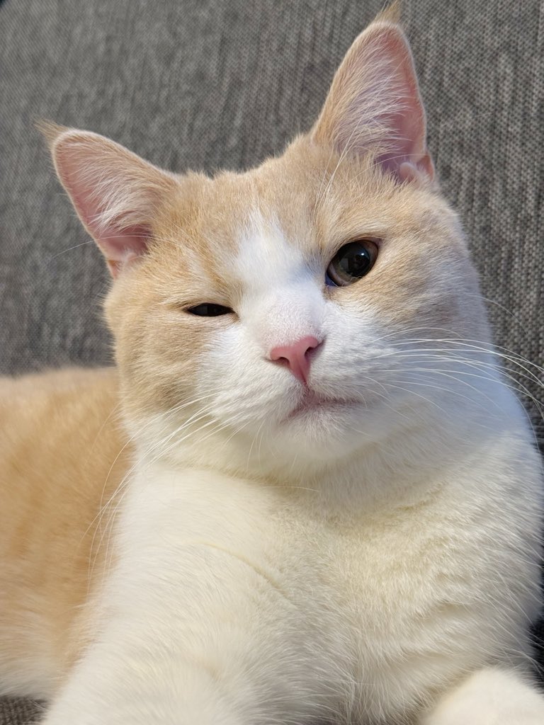 yucafe__j's tweet photo. ネコチャンウィンク😼⭐️ https://t.co/UDcu3sx3WN