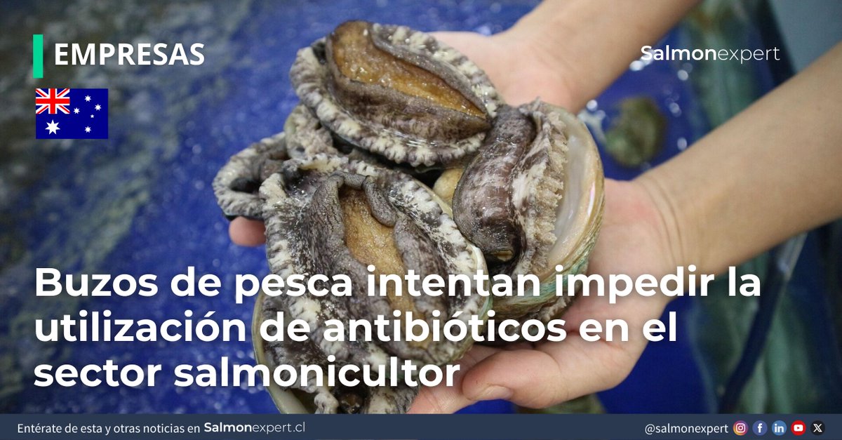 salmonexpert's tweet photo. La gestión sanitaria en salmonicultura continúa siendo objeto de debate público. La iniciativa presentada por buzos de pesca en Australia refleja cómo el uso de ATBs sigue generando posiciones contrapuestas entre distintos actores vinculados al sector.
https://t.co/19h88y2vVE https://t.co/jLasf3HD3j
