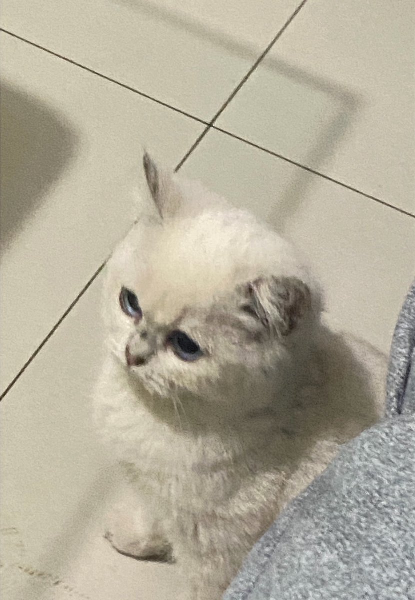 콘성(상태:흑화) tweet media