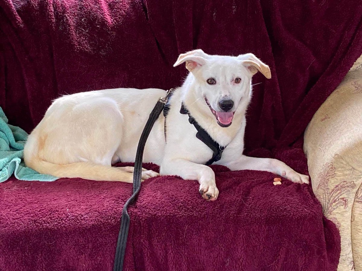rescuedoggypaws's tweet photo. HUGO currently in #Worcestershire
About me…
I’m a young lad who is scared of lots of things but once I’ve learnt to trust you then I love cuddles, snuggles and following you around everywhere
amiciidogs@gmail.com
#Pershore #Malvern #Staffordshire #Leicester #Oadby #Birmingham https://t.co/0wvvSkLWC3