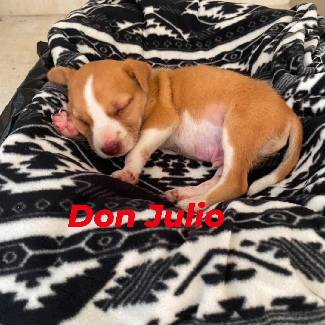 MargaritaPets's tweet photo. El hermoso Don Julio en adopción. Édad aprox mes y medio. Se entrega desparasitado. Posiblemente será tamaño mediano. Si  deseas adootar envianos un DM📩 #islademargarita #adoptanocompres https://t.co/qNr7gNfvnj