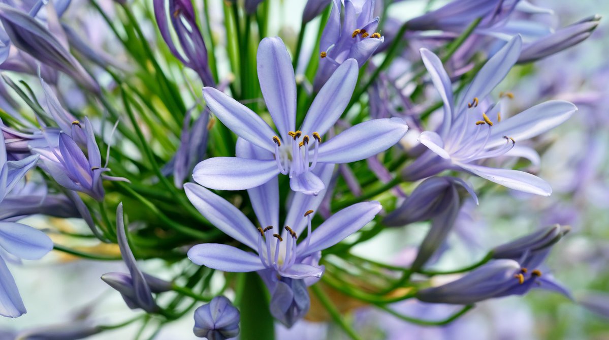 Truffaut's tweet photo. Conseils d’entretien pour les agapanthes :

☀️Exposition : plein soleil
💧 Arrosage : régulier en été, réduit en hiver
🌱 Sol : bien drainé
🌸 Engrais : au printemps

👉L'agapanthe hybride est à 19,99€ seulement jusqu'au 2 août 2026 en magasins et ici : https://t.co/EpFlFxkk8A https://t.co/dHj9TcgsNy