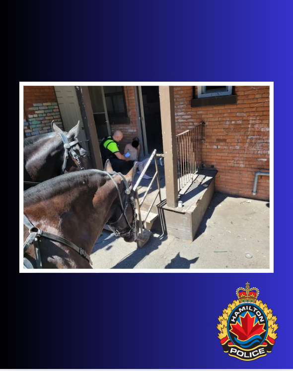 HamiltonPolice's tweet photo. No horsing around!

On Wednesday, the Mounted Unit responded to a report of a male breaking into a dwelling on Barton Street East near John Street. The officers saddled up and successfully arrested the accused without issue. Well done Lincoln, Ticat, and RHLI !👍 🐴 https://t.co/ZBzlqJVMY9