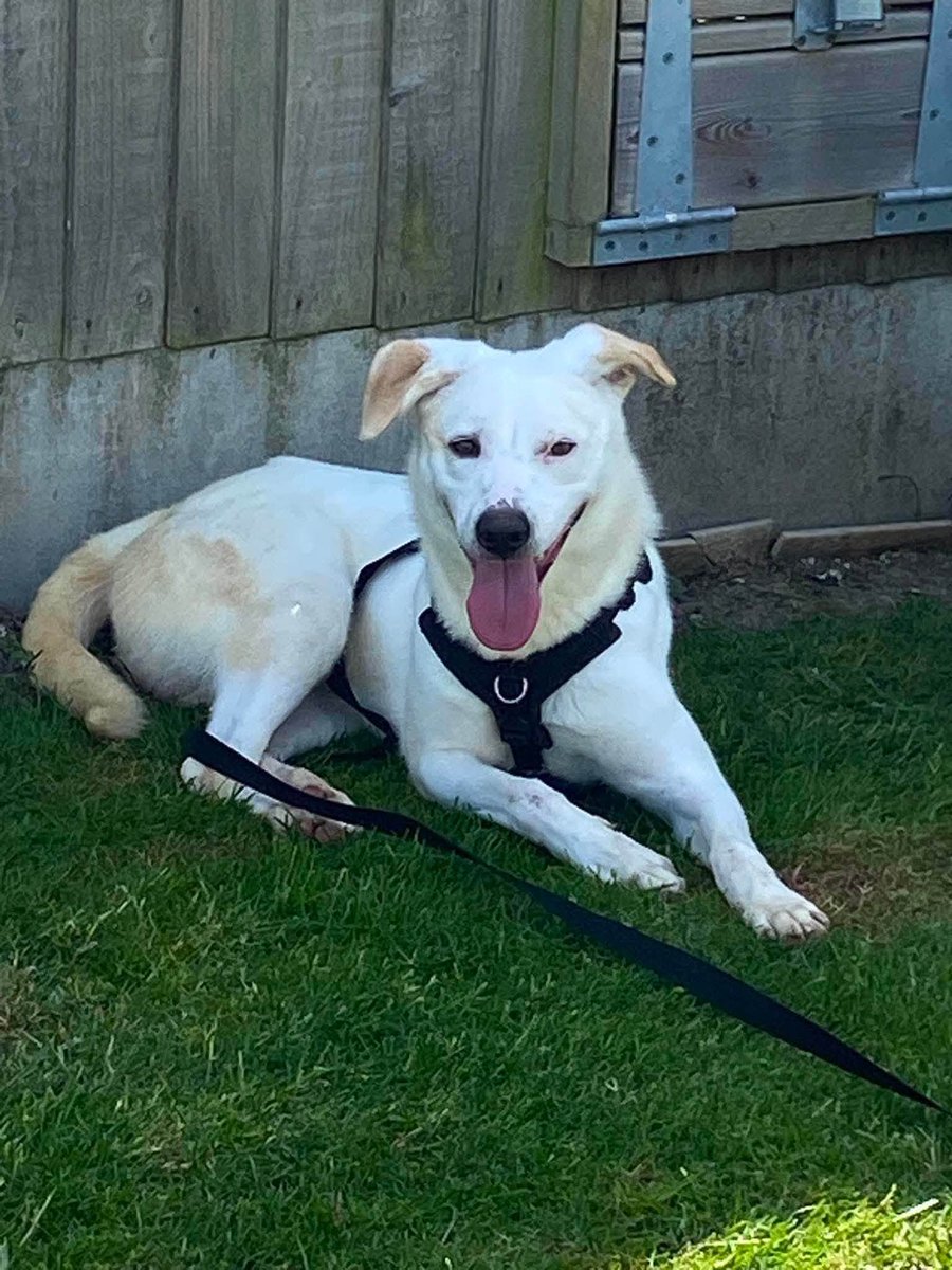 rescuedoggypaws's tweet photo. Hugo's favourite things to do is playing with other dogs, running and eating. He likes to go for a walk as long as it’s peaceful and fairly quiet not loud and busy places
He doesn’t chew things and is a tidy clean boy
amiciidogs@gmail.com
#Worcestershire #Staffordshire #Oadby https://t.co/9COM5fGP8P