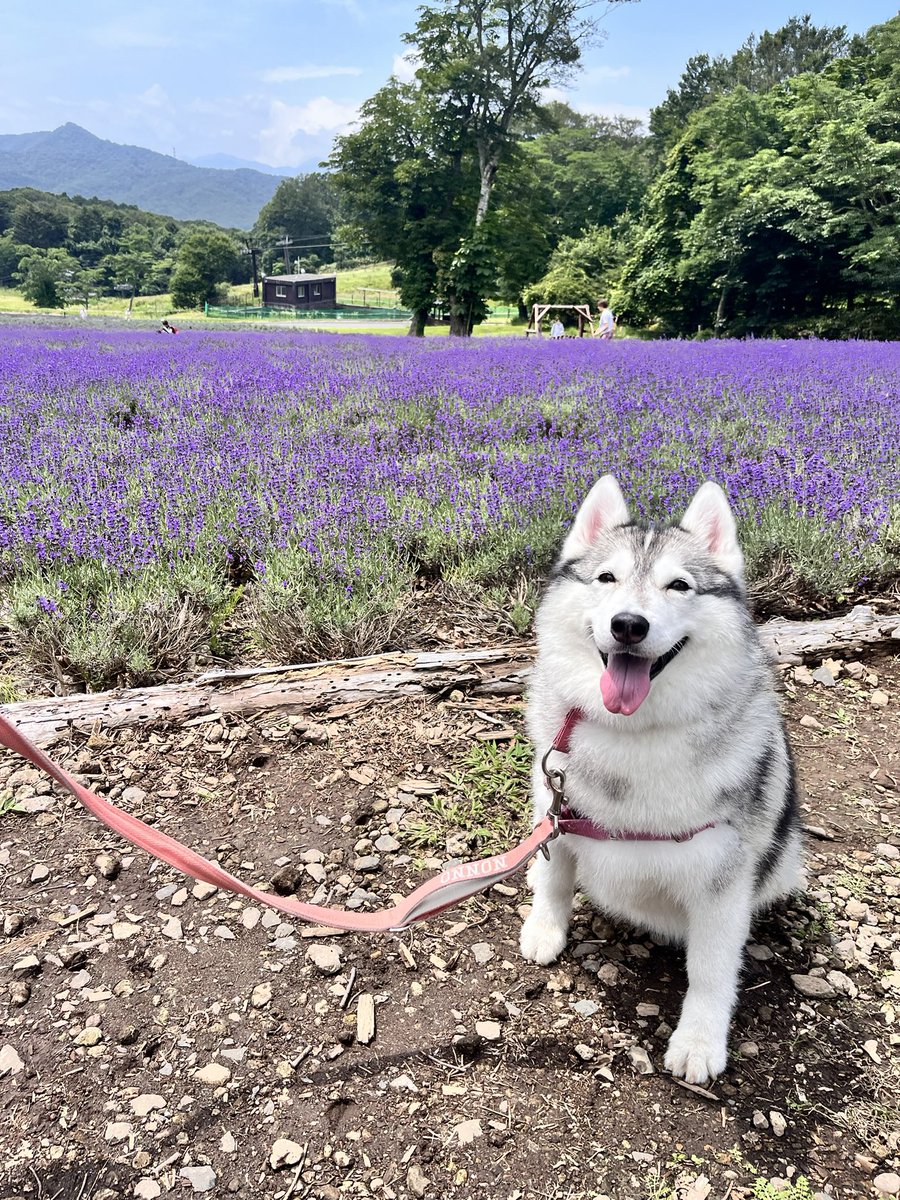 nonno0106's tweet photo. ガチでさ、可愛すぎて泣けてくるんさ… https://t.co/IPrPzLbhkP
