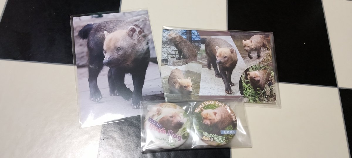 Ankh_holick's tweet photo. そういば今日ヒロマル欲張りセット届きましてね😏
 #東山動物園 #ヤブイヌ #ヒロマル https://t.co/bKV0GaXvMs