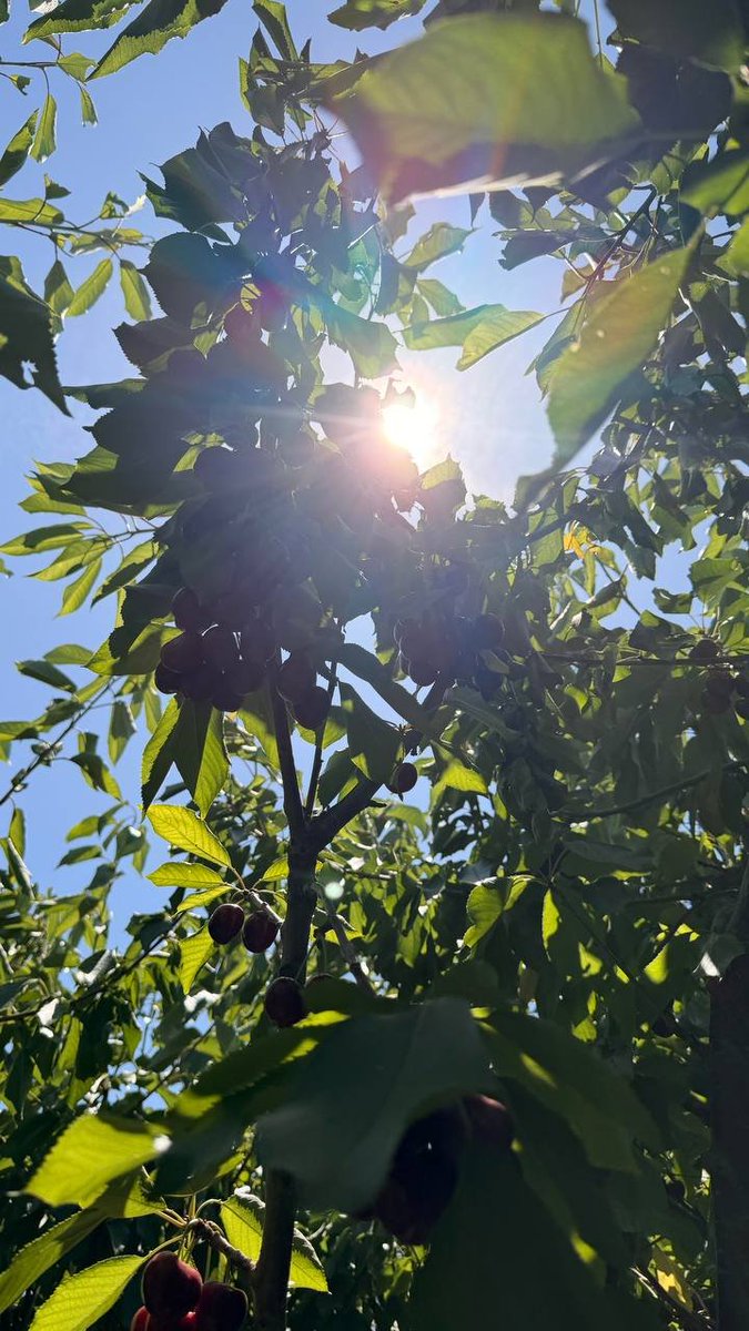 Kathy8ya's tweet photo. Picked with love, enjoyed with joy #FreshPicked #NatureLover #SummerVibes https://t.co/5v0Z1lez3e