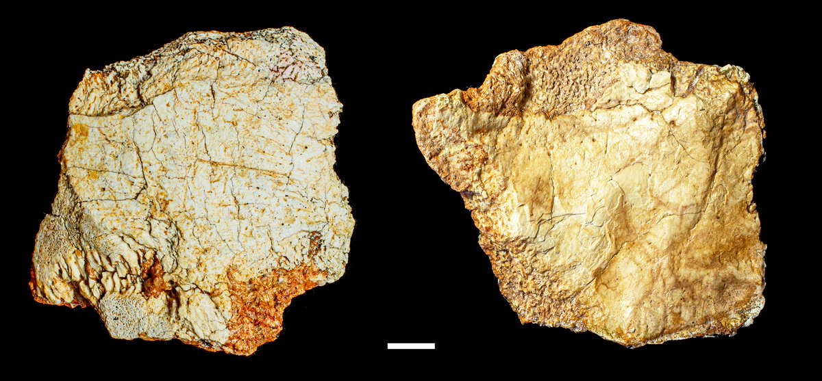 CENIEH's tweet photo. #ICTSNews
Descubren en el yacimiento de Ruidera un fósil craneal del género 'Homo' de más de 200.000 años

A cranial fossil of the genus `Homo', more than 200,000 years old, discovered at the Ruidera site

+info: https://t.co/BF8Gg5QWF0 https://t.co/ygxwgNl6wY