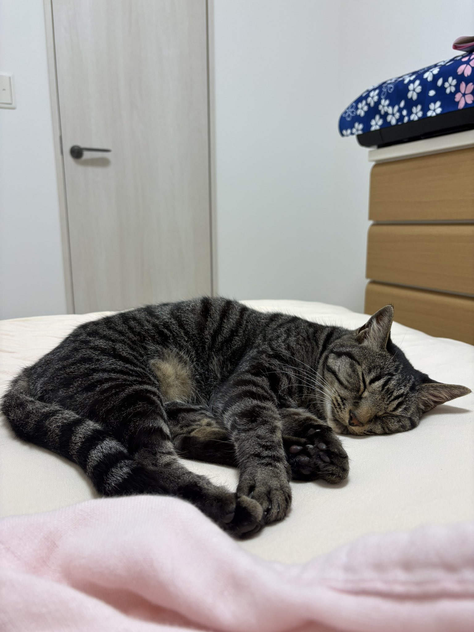 【6/28そちゃ,しの】.........sleepページ そらのしっぽ on X: 