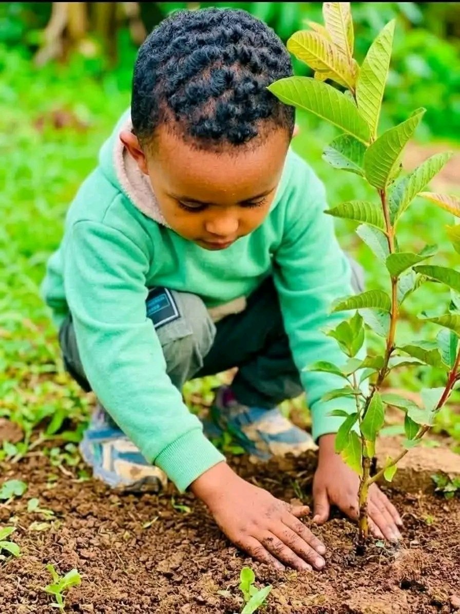 ZuberAbagiddi's tweet photo. #800m 🌿🌿
Lammiileen sagantaa biqiltuu miiliyoona 800 Aduu tokkotti dhaabuuf Adoolessa 27 bara 2018 bellamatanii qophaa'aniiru.
#Ashaaraa https://t.co/dUFi0EluY0