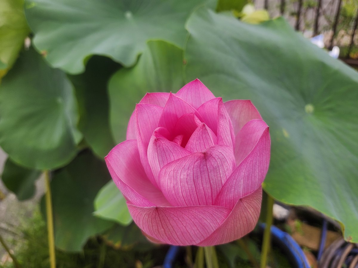 coldgree's tweet photo. 今朝早くに
また1輪咲き誇ってました
1日目だから色も濃くて花も小さめ
右の写真は
咲き終わり花びらが落ちた姿
蜂の巣みたいだね
感慨深い気持ちになりました
色んな命がありますね https://t.co/26lxrz5rxA