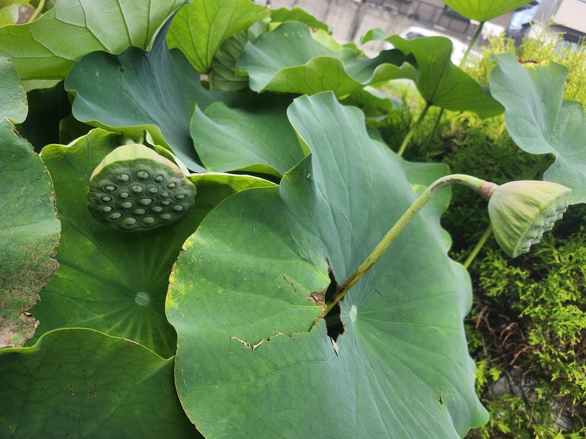 coldgree's tweet photo. 今朝早くに
また1輪咲き誇ってました
1日目だから色も濃くて花も小さめ
右の写真は
咲き終わり花びらが落ちた姿
蜂の巣みたいだね
感慨深い気持ちになりました
色んな命がありますね https://t.co/26lxrz5rxA