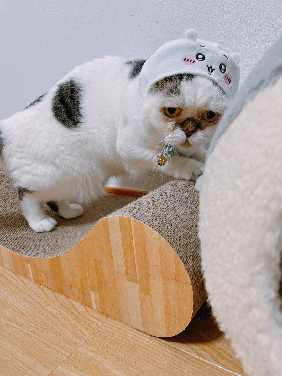 marujyera's tweet photo. ちいかわ映画観てきたよ記念 https://t.co/W3CzFs86dF