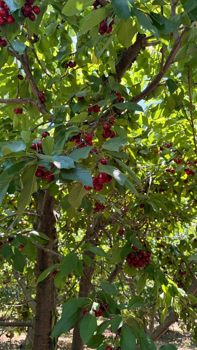 Kathy8ya's tweet photo. Picked with love, enjoyed with joy #FreshPicked #NatureLover #SummerVibes https://t.co/5v0Z1lez3e