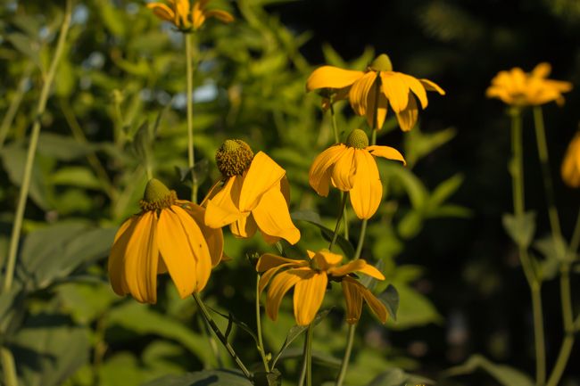 MomentsintheG's tweet photo. It is hard to believe we are reaching the end of July. The later perennials are starting to bloom including the rudbeckias. #rudbeckiamaxima #rudbeckia #julygarden #endofjuly #momentsinthegardenphotography https://t.co/WQzTaH2qhw