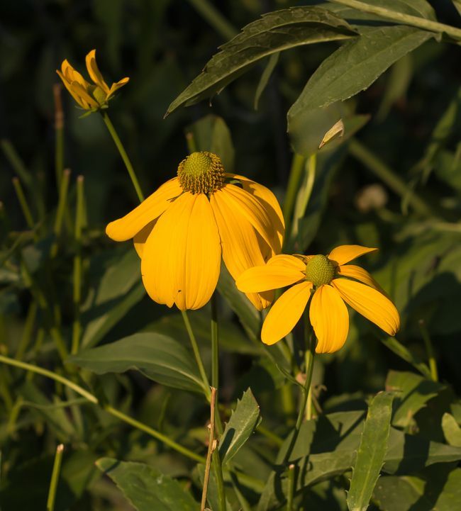 MomentsintheG's tweet photo. It is hard to believe we are reaching the end of July. The later perennials are starting to bloom including the rudbeckias. #rudbeckiamaxima #rudbeckia #julygarden #endofjuly #momentsinthegardenphotography https://t.co/WQzTaH2qhw