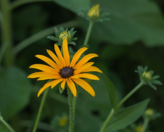 MomentsintheG's tweet photo. It is hard to believe we are reaching the end of July. The later perennials are starting to bloom including the rudbeckias. #rudbeckiamaxima #rudbeckia #julygarden #endofjuly #momentsinthegardenphotography https://t.co/WQzTaH2qhw