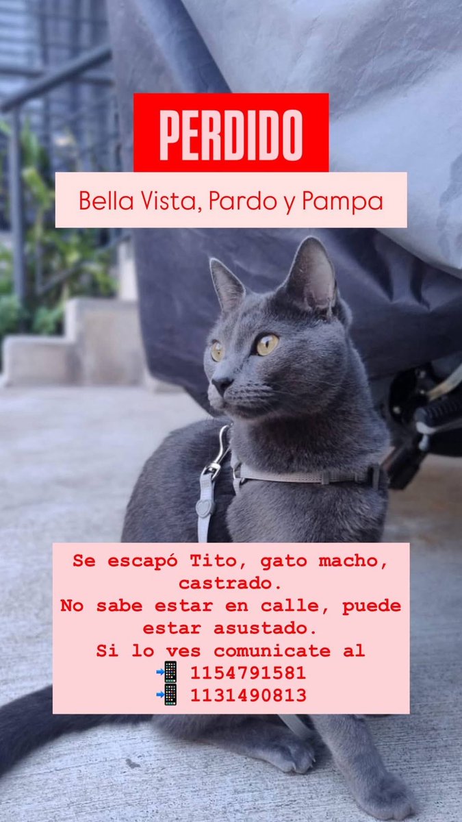 Lulanun's tweet photo. Gente de Bella vista y alrededores, se perdió Tito el gatito de mi amiga. Me ayudan compartiendo xfis? Si lo ven o si saben de alguien que lo haya levantado por favor hay personas que lo esperan en su casita 💔🥺 https://t.co/sEzjWKxkyl