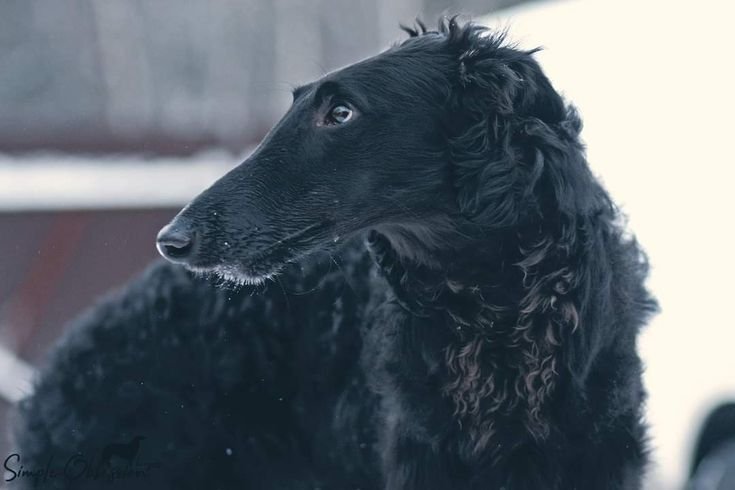 rabmeowing's tweet photo. may I introduce you to
Jean Moreau as a borzoi https://t.co/R4DkdVwFT6