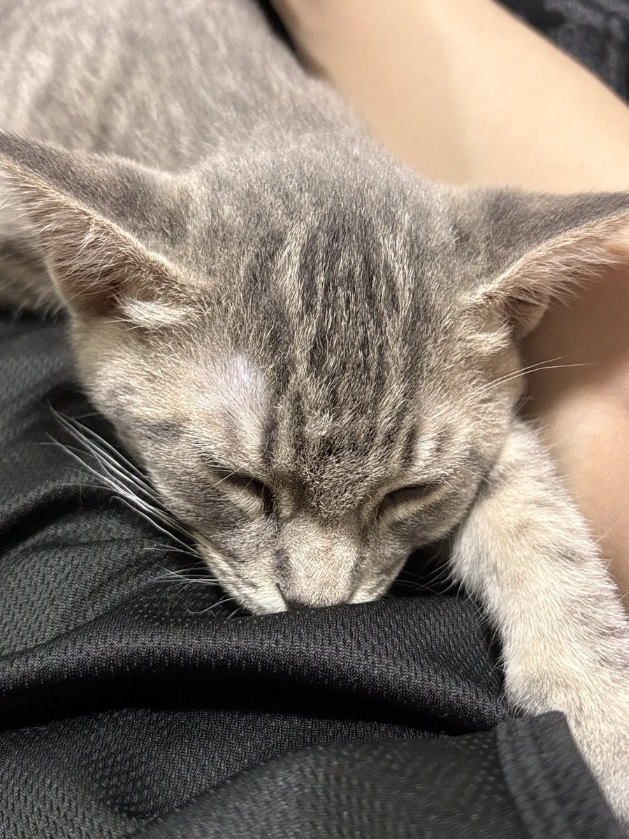 Shin2026421's tweet photo. 爆睡💤 https://t.co/ujjLe7HCEn