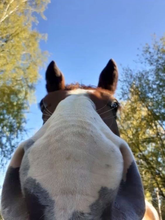 equine__dentist's tweet photo. pov: you’re a delectable sugar cube https://t.co/sxQpHXzXyR