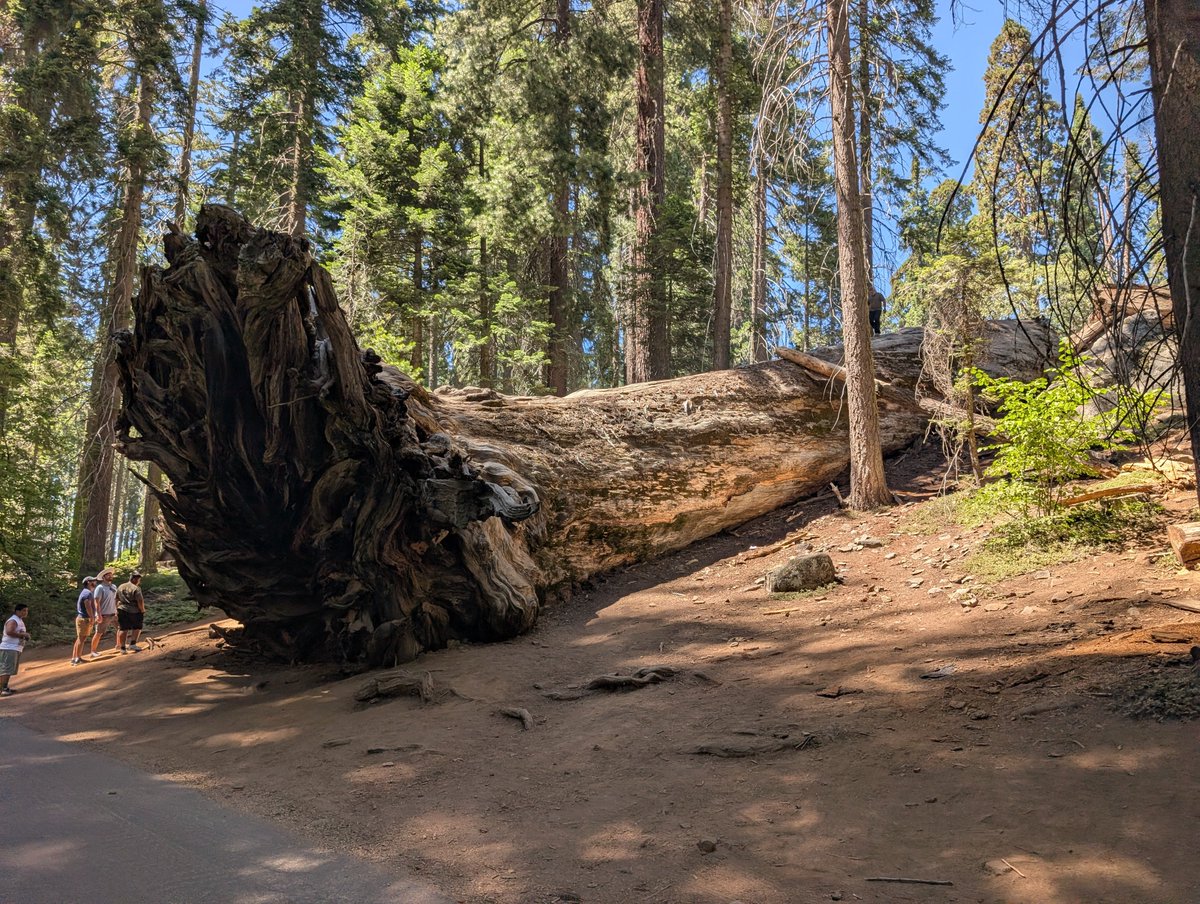 exzacklyright's tweet photo. Day 2 in #SequoiaNational Park https://t.co/9zt241uuPy