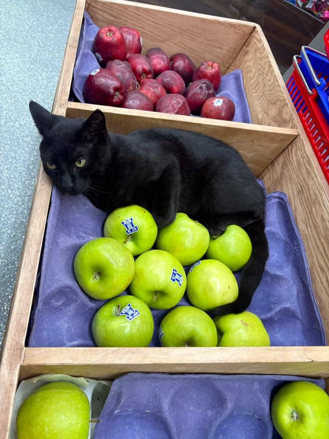 THUNDERWH0RE's tweet photo. Llevate un 2x1 en manzanas.
te llevas un kilo de manzanas, y obtienes a un dios del trueno de regalo.. https://t.co/sttG9w0MsT