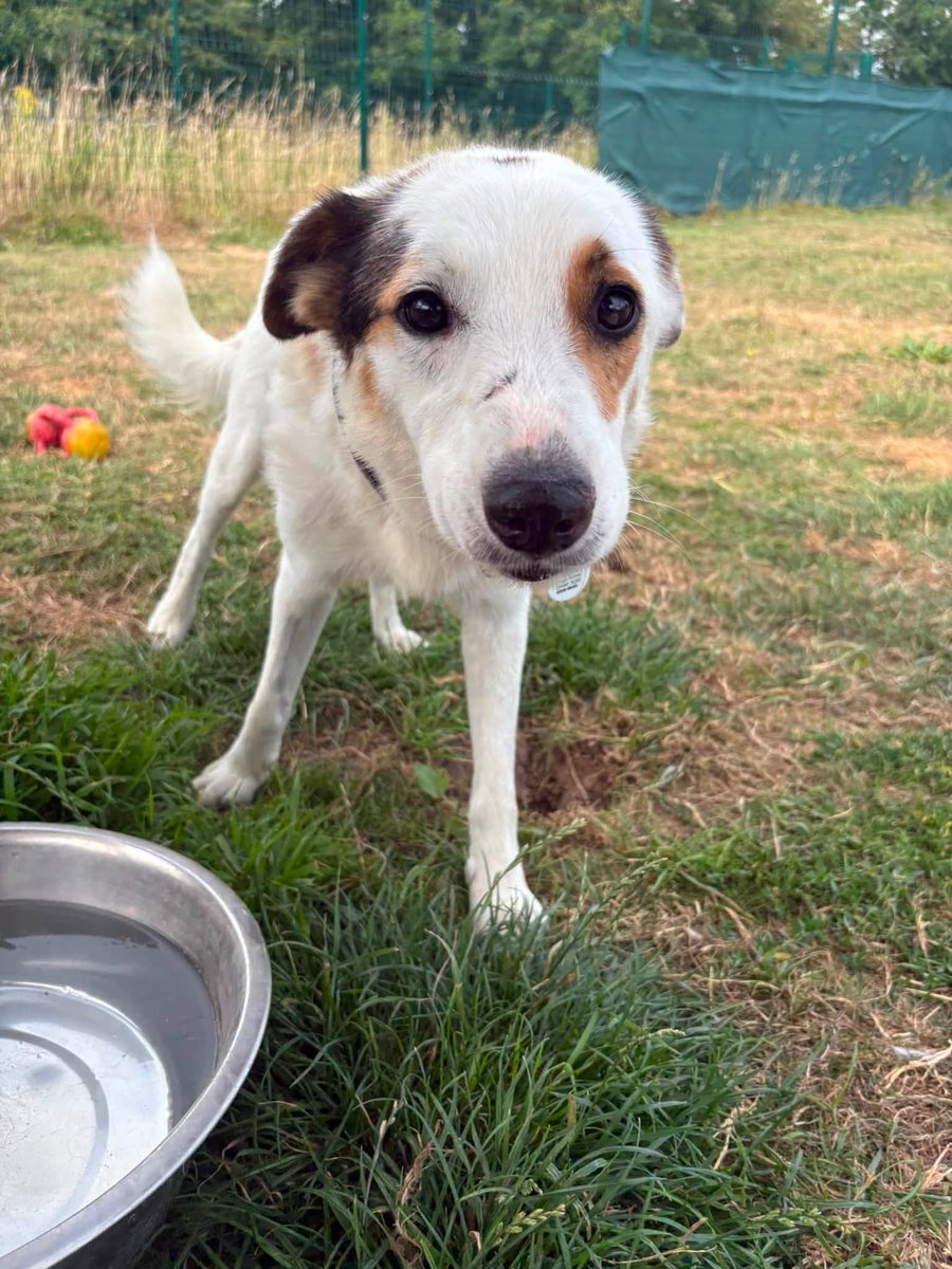 rescuedoggypaws's tweet photo. Ben has a lovely nature and is ready to become someone’s loyal best friend
Can live with other dogs
Children aged 8+
No cats
Adoption fee: £395
https://t.co/Y5BrOCyWcI
#Lincolnshire #Grimsby #Yorkshire #Doncaster #Scunthorpe #Sheffield #hull #Sleaford #Ollerton #Barnsley https://t.co/6gLZ42pG0p