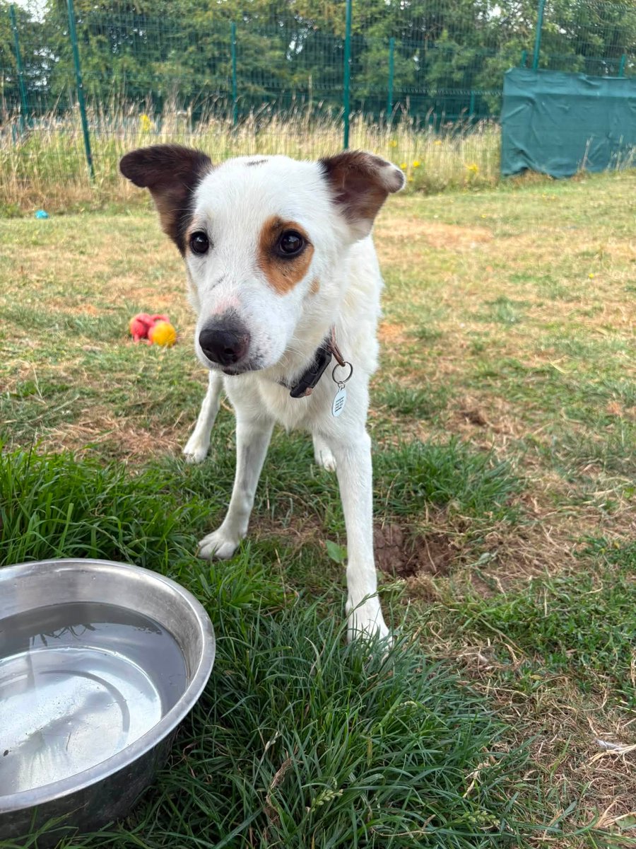 rescuedoggypaws's tweet photo. Ben has a lovely nature and is ready to become someone’s loyal best friend
Can live with other dogs
Children aged 8+
No cats
Adoption fee: £395
https://t.co/Y5BrOCyWcI
#Lincolnshire #Grimsby #Yorkshire #Doncaster #Scunthorpe #Sheffield #hull #Sleaford #Ollerton #Barnsley https://t.co/6gLZ42pG0p