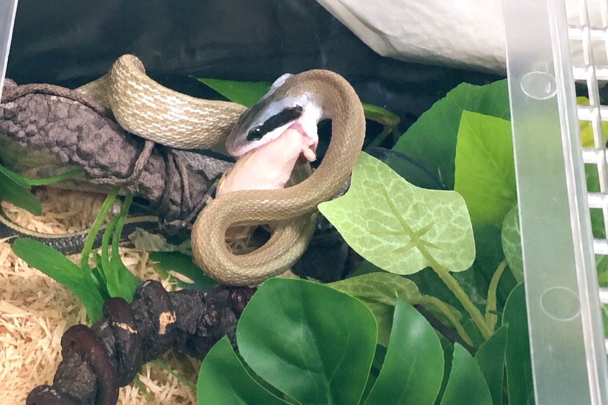 Ishiyq's tweet photo. 最近飼いはじめたマレースジオナメラ
※iPadmini のクソ雑魚カメラをaiで補正

余計な事しなければ大人しく餌喰いも抜群。日中動き多くて可愛いやつ https://t.co/vpGEFTArwg