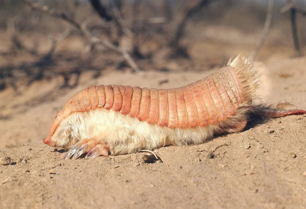KatieGoldin's tweet photo. This animal is real but this image is AI!!! Here’s a real one. There’s no need to spread fake images, the real pictures are more incredible. Look at those huge shovel-like front claws! The lack of visible eyes! The spinal flexibility!!! https://t.co/FrswbaLqhY