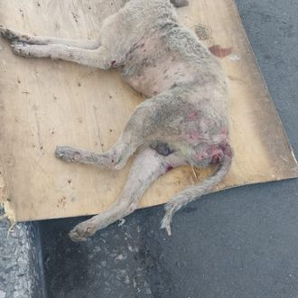 181Responde's tweet photo. Cada reporte puede salvar una vida.

Gracias a una alerta recibida a través de la Línea 181, se atendió el caso de un can que resultó herido tras ser atropellado.

🐶 Personal de @Proanimal_gye  acudió al sitio para rescatar al animal y brindarle la atención necesaria, trasladándolo al Centro Veterinario Municipal para su valoración médica y tratamiento.

#AsiSeHaceGuayaquil
#CiudadDeTodos