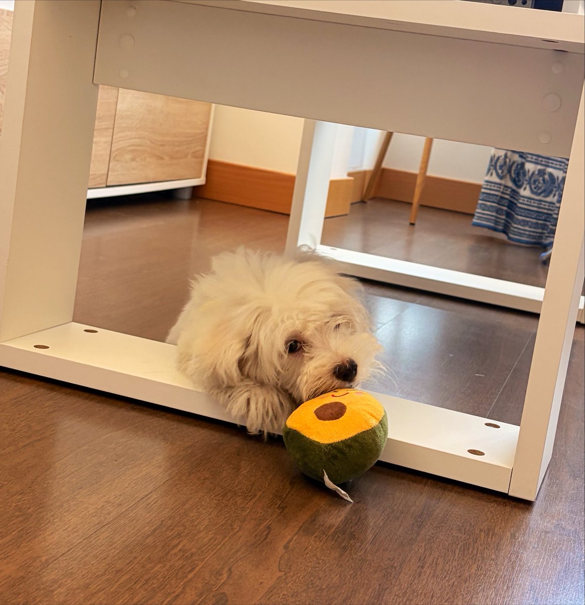 DanielaCS30's tweet photo. Ayer recibimos a un nuevo integrante en casa 👩🏻‍🦰🧔🏻‍♂️🐶🏠 . Una bolita de algodón muy juguetona 🤍 https://t.co/fyTBN7qQV4