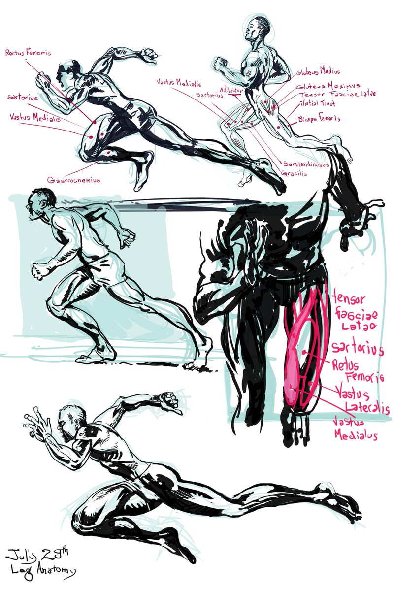 CharlieSnogans's tweet photo. Dynamic Running Leg Anatomy https://t.co/DRAmlfzGOx