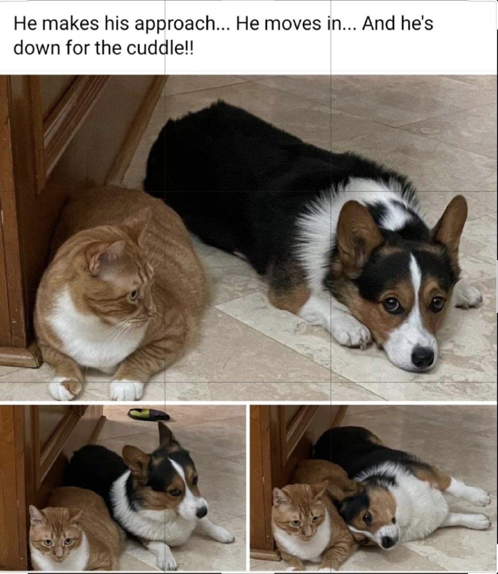 CrisLHendrix's tweet photo. @dog_rates Same situation at home: https://t.co/a1Ol2UtEmS