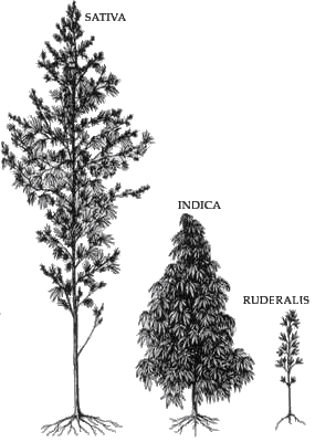 MC_Megatron's tweet photo. @astrocatdrax @_selevision It is good to know, thank you.

In my opinion, the *real* reason everything is an indica hybrid nowadays is because Cannabis indica plants are shorter and grow bigger heavier flowers so you can get more weight per plant in less space than pure Cannabis sativa strains. https://t.co/e5BlTKE9Az
