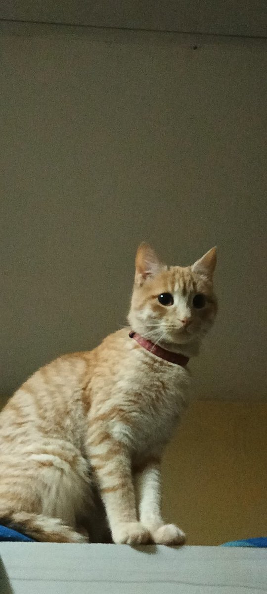 LottharMau's tweet photo. El amor entre una mascota y una persona es realmente uno de los amores más grandes que puede haber.. está es mi hija Khira.. lucho como nunca por quedarse y lamentablemente tuvo que irse.. siempre estarás en mi corazón, gracias por todos estos años dónde solo fuimos tu y yo.. https://t.co/lRQ2weiWtD