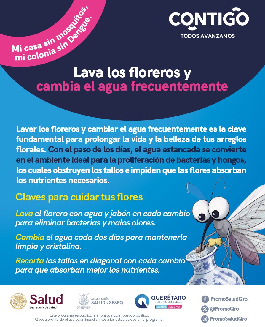 PromoQro's tweet photo. 💐💧 ¡Prolonga la vida de tus flores y evita el Dengue! Lava tus floreros con agua y jabón y renueva el agua cada dos días. Al cortar los tallos en diagonal ayudas a tus plantas y mantienes tu casa libre de mosquitos. 🧼✨#MiCasaSinMosquitos #SESEQ #PromociónyFomentoalaSaludQro https://t.co/DFqEVY2O0C