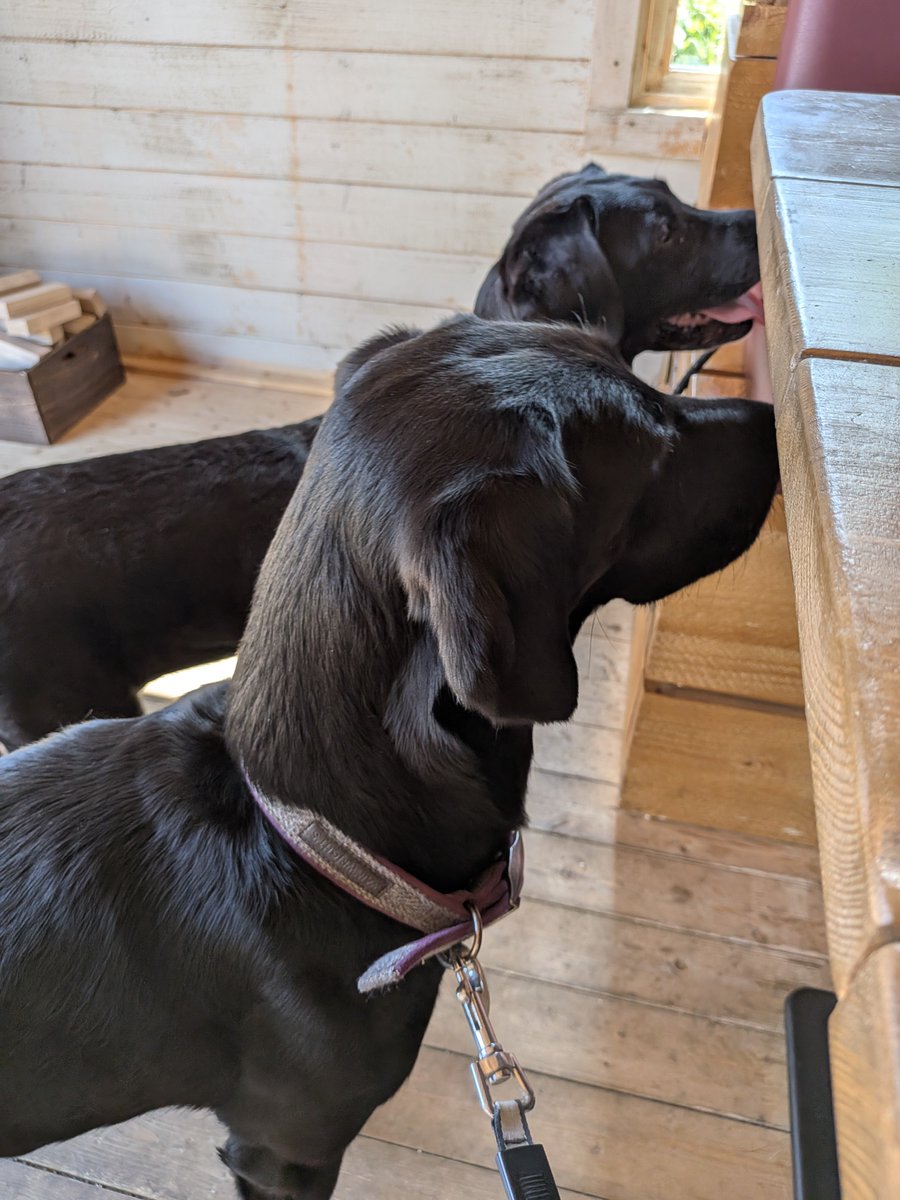 poppydoggles's tweet photo. Yesterday as a treat mum took us out for brunch @Hickorys_ we were treated like the gods we are with a pup cup, a slice of brisket and plenty of both plates. Thank you to the lovely waitress who looked after us x https://t.co/K0nE6Bzkve