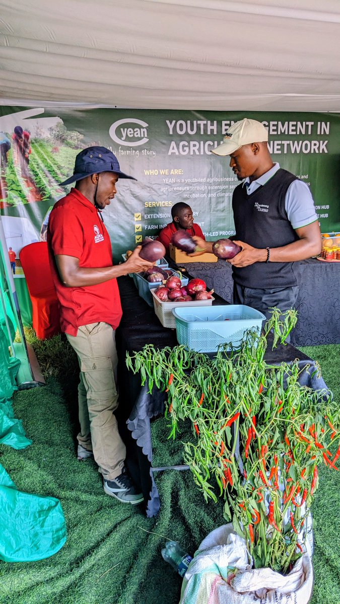 niyo_charles's tweet photo. Inspiring Visit to the YEAN Stand at the Rwanda Agriculture Show 2026!

AgriShow visit, I had the opportunity to visit the Youth Engagement in Agriculture Network (YEAN) stand and learn more about their incredible work in empowering young people through agriculture.

It was encouraging to see their commitment to supporting agripreneurs through extension services, innovation, incubation, and climate-smart agriculture. Their display of fresh produce and engagement with visitors reflects the important role youth are playing in transforming Rwanda's agricultural sector.

Youth are not just the future of agriculture, they are driving its transformation today. Keep up the great work, @YEAN_Agro 

#RwandaAgriShow2026 #YouthInAgriculture #Agripreneurs 
#RwandaAgriShow2026

@RwandaAgri 
@RwandaAgriBoard 
@RwandAgriExport 
@BRDbank 
@BankofKigali 
@FAORwanda 
@AGRA_Africa 
@SNVworld 
@CARE 
@HeiferRwanda 
@bralirwaplc
@IITARWANDA 
@IITA_CGIAR 
@Cipotato