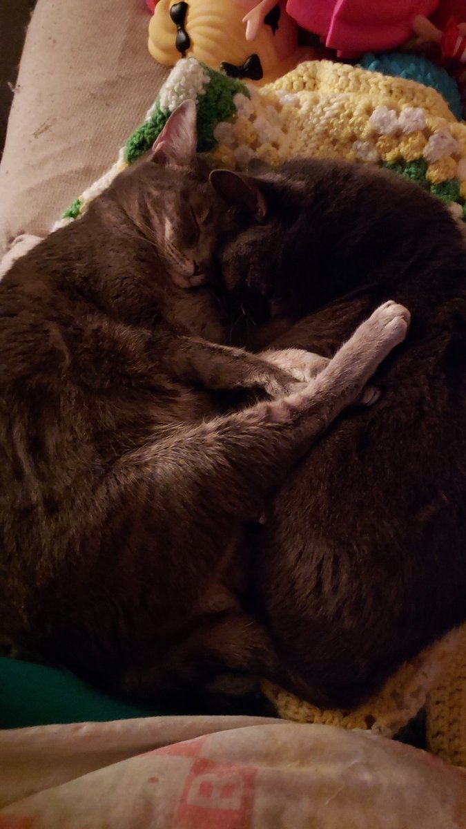 odd_dolled's tweet photo. Ipo and Umi #cats https://t.co/Rh6YXgsIyb