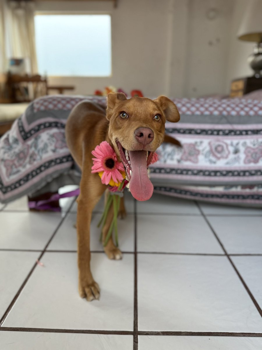 Alina_Gag's tweet photo. Razones para adoptar a Silvestre 🌞:

1. Es un cachorro divertidísimo y carismático. Es de sangre ligera y feliz. Alegra un montón los días

2. Tiene un calor rarísimo y hermoso, color café claro. Y tiene unos ojos verdes espectaculares.

3. No va a ser talla grande, sino mediana https://t.co/J8AprLbp6T