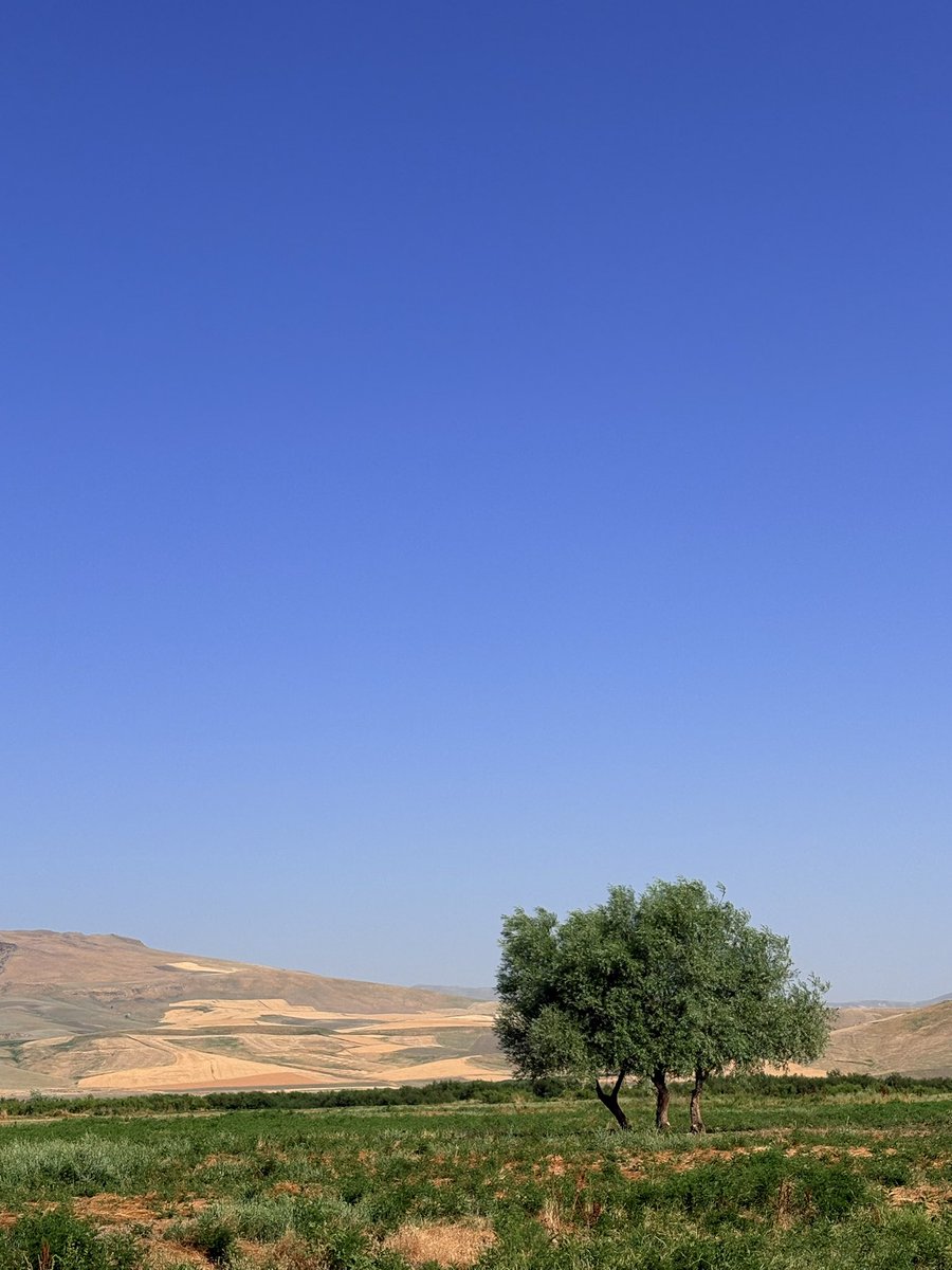 ttarkovsk's tweet photo. Abbas Kiarostami’nin Ağaçları. 

Muş/temmuz. https://t.co/10ZJLIavJj