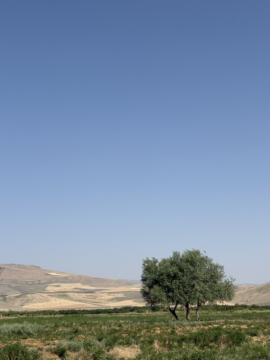 ttarkovsk's tweet photo. Abbas Kiarostami’nin Ağaçları. 

Muş/temmuz. https://t.co/10ZJLIavJj