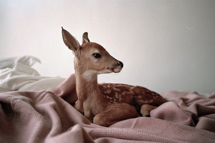 LovelyCuteDaily's tweet photo. https://t.co/E2cpI6cpq2